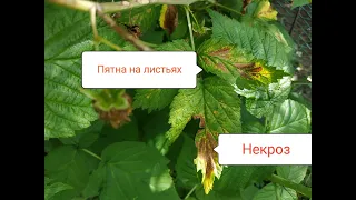 Коричневые пятна на листьях малины Спасаем малину.