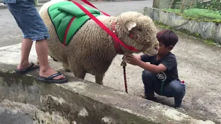 PESAING PAHING SETIA FARM || BAGONG DOMBA BATUR OLENG KAPTEN