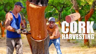 Process of Making Wine Bottle Corks From Cork Trees