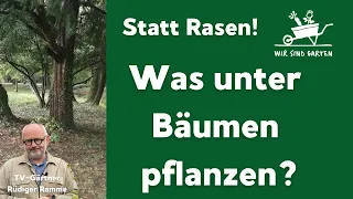 Statt Rasen: Was pflanzt man unter Bäumen?