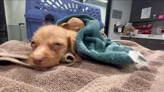 Puppies on the mend after found abandoned at construction site