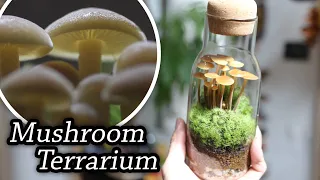 How to make a Mushroom Terrarium[Real Mushrooms]