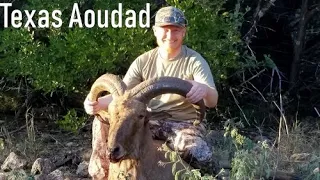Texas Aoudad Hunt - Free Range