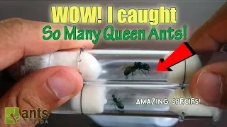 Catching So Many Queen Ants