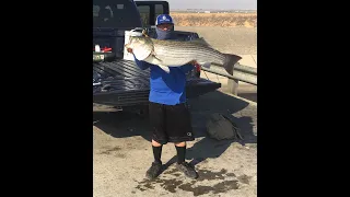 Giant California Aqueduct Striper(My New PB 27lbs)