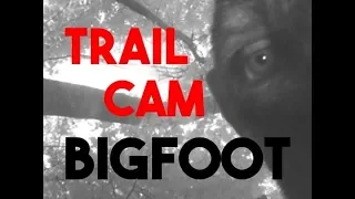 Trail Cam Bigfoot ?