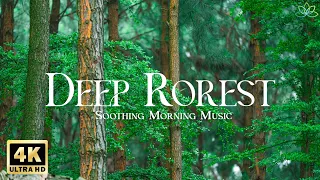 Deep Forest 4K 🌲 Peaceful Morning Ambience with Soothing Piano Music - Birds Chirping Sounds