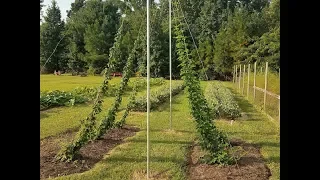 Like Craft Beer ?  Let's Grow Some Hops !