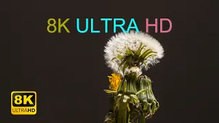 8K Flowers Scenery Video Test | 8K Video Ultra HD 60 FPS | 8K 60FPS | 8K Music Video Demo