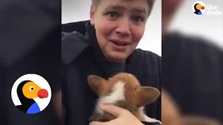 Kid Reacts to Corgi Puppy Surprise | The Dodo
