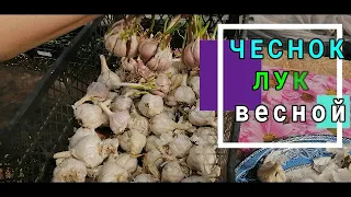 👩🏻‍🌾🌱КОГДА ВЫСАЖИВАТЬ ЧЕСНОК И ЛУК В ОГОРОД ВЕСНОЙ. ПРЯНАЯ ЗАГОТОВКА ИЗ ЧЕСНОКА