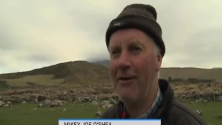 Irish Farmers Glorious Accent Is So Strong Here are the subtitles!!