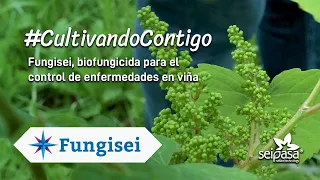 Fungicida microbiológico para el control de enfermedades en viña | Fungisei