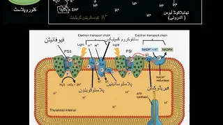 Light dependent reactions actors  | Khan Academy Urdu