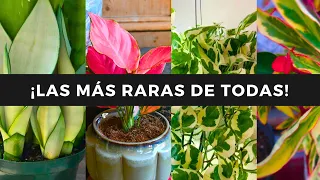 😲¡Las 8 PLANTAS MÁS ORIGINALES de la  TEMPORADA!😍🪴💚🌵☘️ ¡NADIE LAS TIENE EN SU CASA!🙊