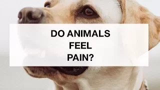 Do Animals Feel Pain?