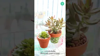 Q&A: Where should I place my indoor succulents to get enough sunlight?