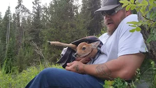 deer fawn saved from drowning by a heartless trapper