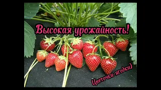 Этот сорт считается эталоном красоты🍓🍓🍓 #strawberry #клубникабомба #свитхарт