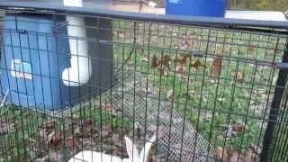Dog Crate Rabbit Tractor