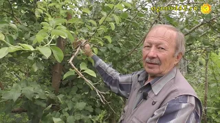 Какие груши нужно выращивать в Сибири