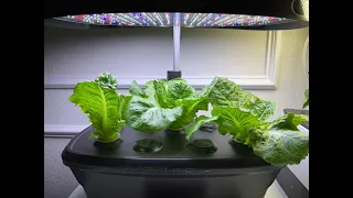 Growing Romaine Lettuce in My AeroGarden & Harvest Many Times