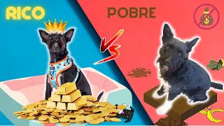 Perro RICO Vs Perro POBRE / Lana / Vídeos de Perros