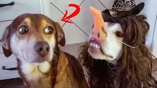 Funniest Animals 2023 😂 Best Funny Cats and Dogs 😺🐶 Part 34