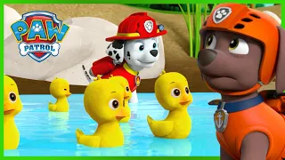 Marshall sauve la mare aux canards - PAW Patrol dessins animés pour enfants