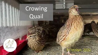 Crowing Quail