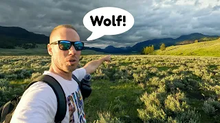 Wolf on the Trail! (+ Wolf Pack Attack Bison)