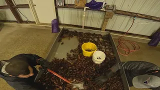 Texas crawfish farmers feeling the pinch of minimal supply