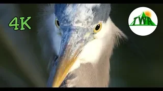 The Great Blue Heron: Everything You Need To Know!