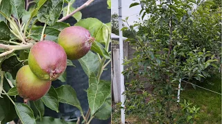 Soiurile de mere pe rod și detalii despre acestea 🍎🍏🤗