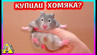 Новый питомец / Муж для Фанты / Купили хомяка? / Alisa Easy Pets