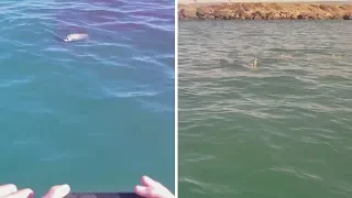 Great White Shark Spotted Eating Seal Close To Divers Boat