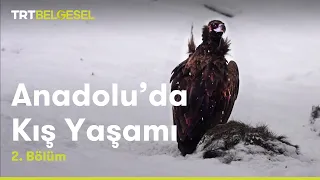 Anadolu'da Kış Yaşamı | 2. Bölüm | TRT Belgesel