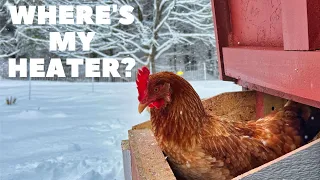 Do Chickens Need HEAT in Winter? The Answer Will Shock You!