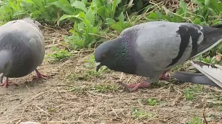 Pigeons under the railway