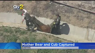 Bears Captured In Castaic