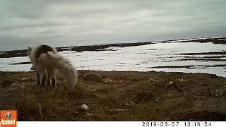 Arctic fox breeding pair greeting each other