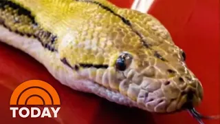 Family offers $1,000 for missing 15-foot pet python Big Mama