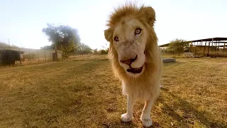 Surrounded by White Lions (FULL LENGTH VIDEO) - 8K 360° VR