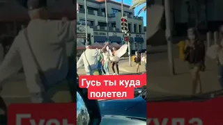 Гусь полетел, а хозяин за ним по пешеходному переходу весёлой походкой