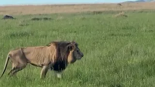 Oloimina Male Lion Limping abit & he is back to Rongai Pride