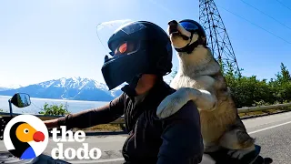 Dog Rides On His Dad's Motorcycle Through All 50 States | The Dodo