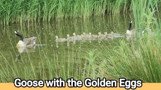 'The Goose with the Golden Eggs'