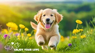 Dog Sleep Music for Dogs🐶Reduce anxiety Stress for pets🐶💖Relax my dog🎵Healingmate