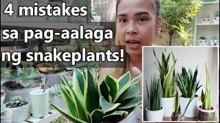 COMMON MISTAKES SA PAG -AALAGA NG SNAKEPLANTS/SANSEVIERIA PLANTS! || Care Guide And Propagation