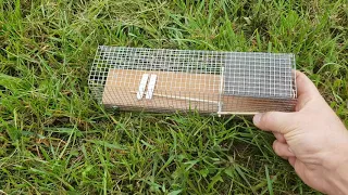 Pułapka na myszy i szczury / mouse trap  - no kill